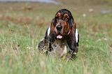 BASSET HOUND 002